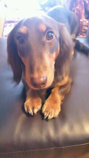 愛犬チョコ
＃ミニチュアダックス　チワックス