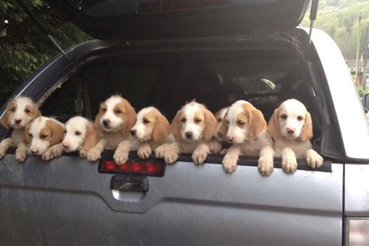 Happy #StDavidsDay to our Welsh members &amp; supporters - to celebrate, here's a boot full of Tredegar pups.