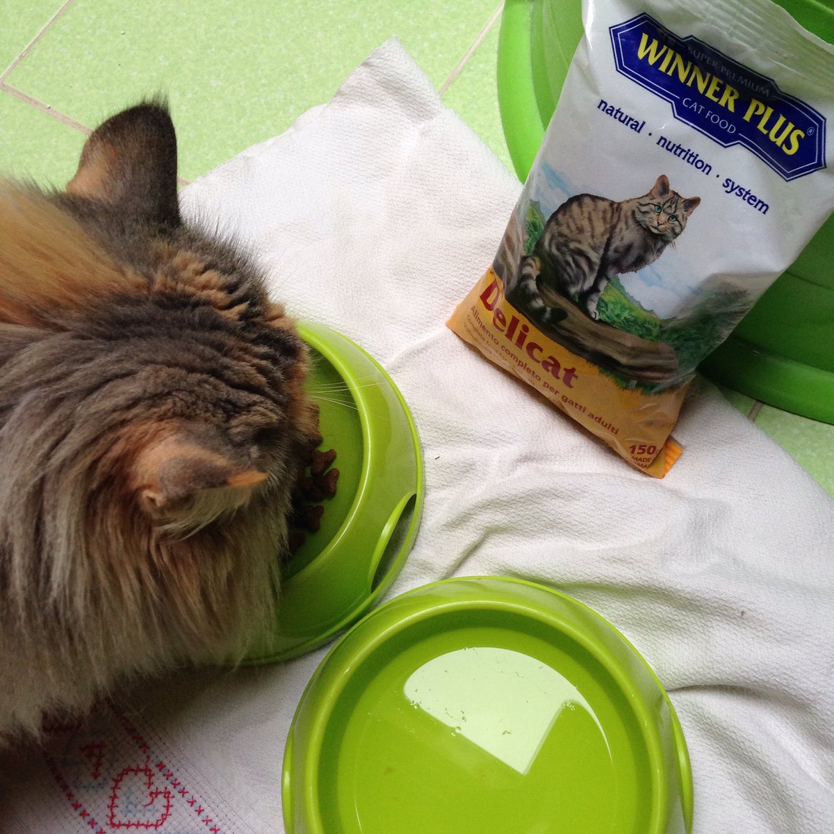 polly674's tweet photo. #colazione per tutti!! Ma c'è chi è più viziata... #euroitaliapet #winnerplus #catfood https://t.co/FA1yO9B6cN