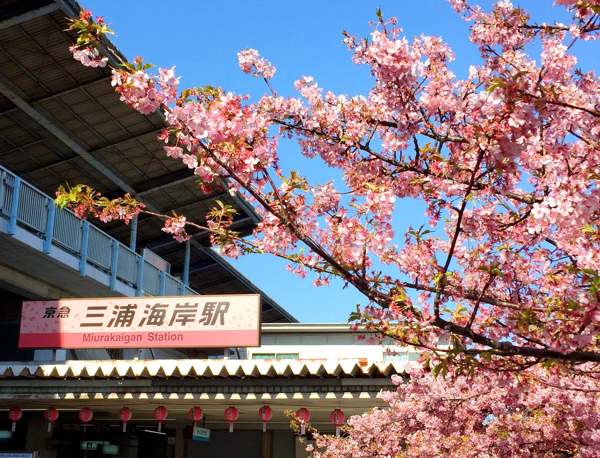 桜女子