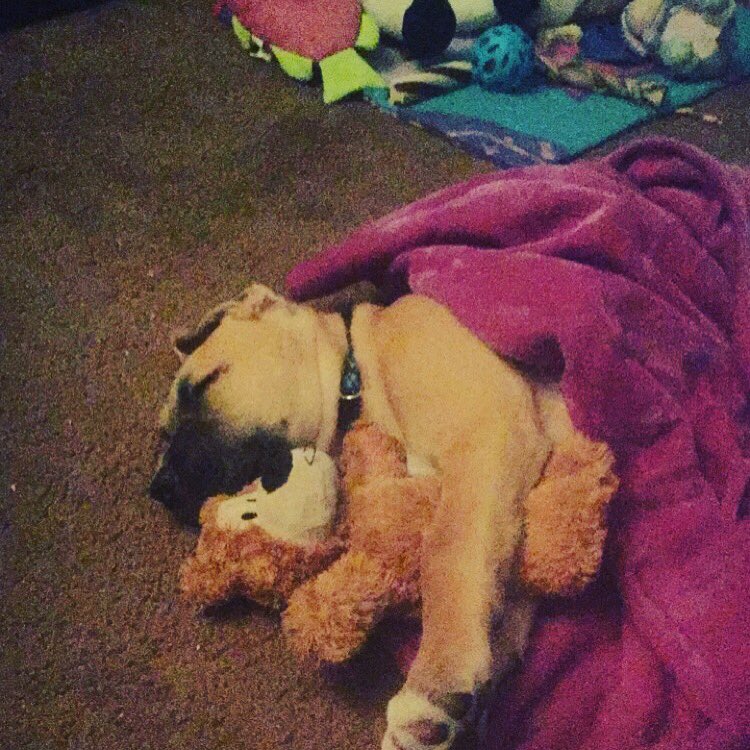 Jayy_lynn428's tweet photo. Cutest puppy ever #AdoptDontShop #loved #puppy #mutt https://t.co/Be4m47ex1v