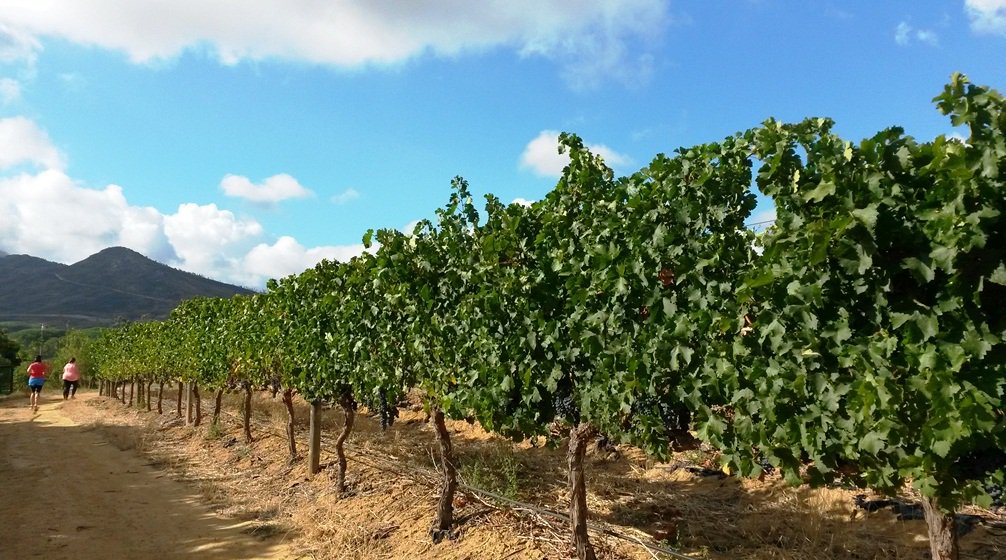 breadbubblesza's tweet photo. Pics on the blog from the last #runthevines @Mitres_Edge - https://t.co/S0FmEwW93v
next race @ommiberg this weekend! https://t.co/lC9q6jYUpr