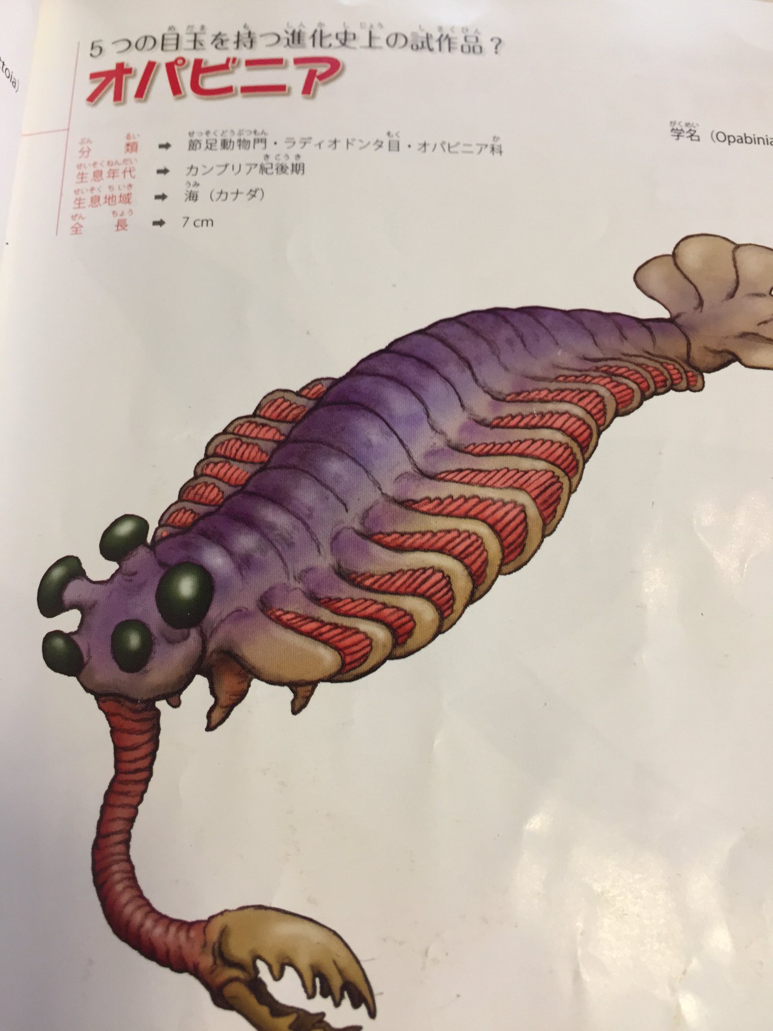 P Man 絶滅した奇妙な動物 という本を読んでるんだけど 発展の余地が残りまくっていながらも環境に合わせて極端な フォルムを形成した生き物ってロマンだよね T Co 8n3zy3k4oi Twitter