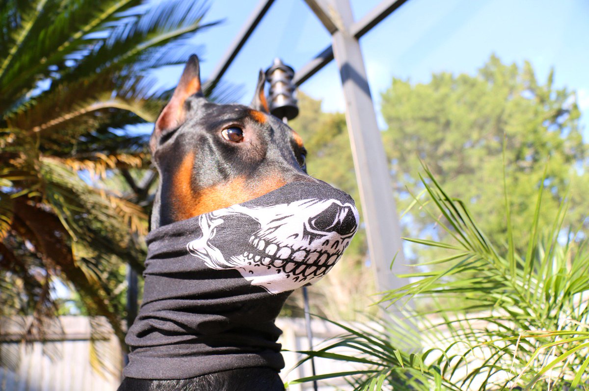 davevanz's tweet photo. He actually kept it on and stayed still for me so I could capture him rocking the Hoorag #rocktherag #hoodog https://t.co/dJu4hmSIYY