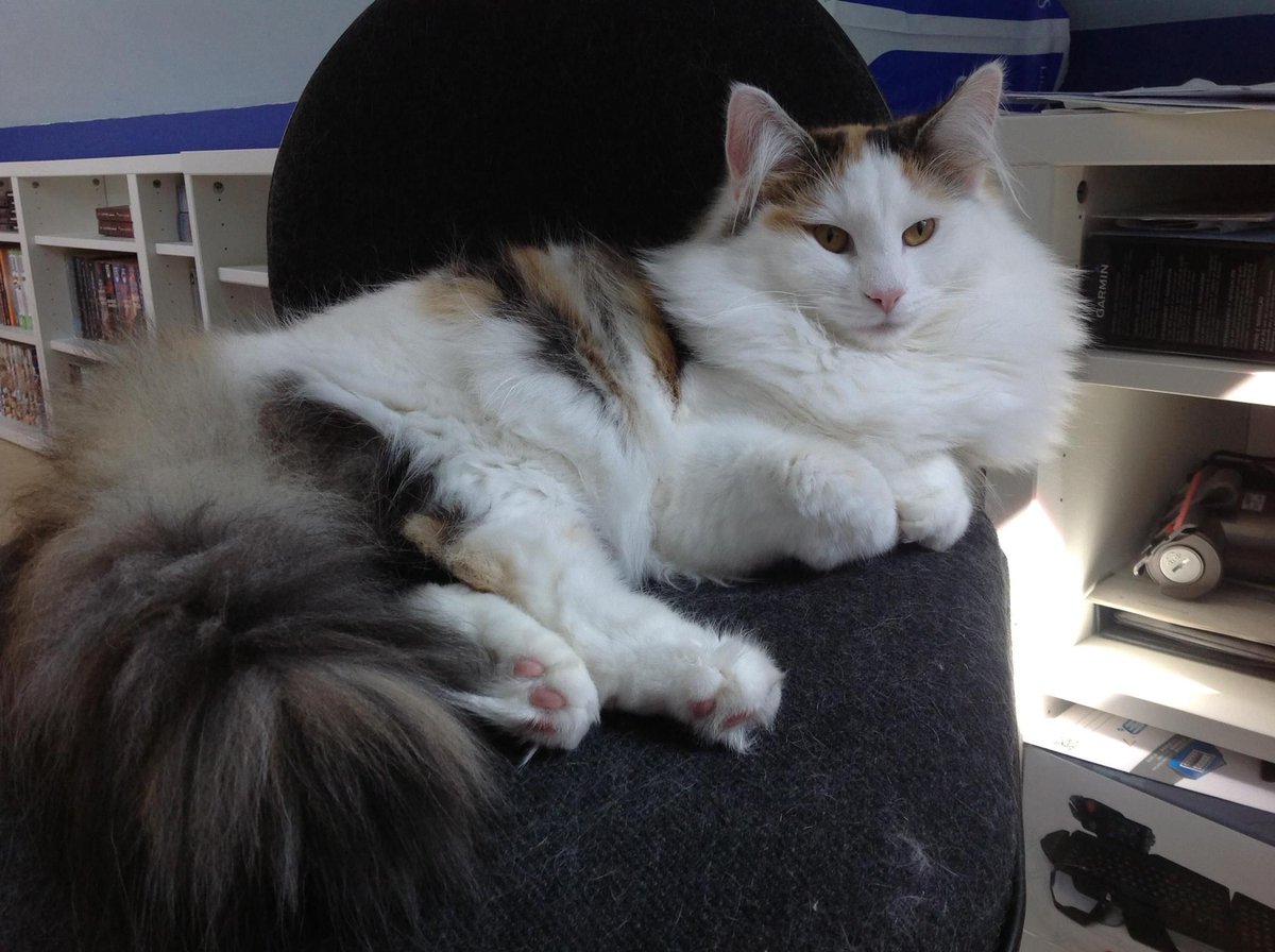 xHornedAngelx's tweet photo. #CatFacts #NorwegianForestCat Is The Cat Of My #Ancestors TheVikings On Their #Ships #2Keep #Rodents #Away https://t.co/3MZlyKdy2C