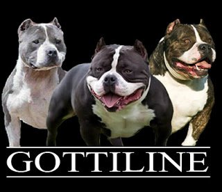 gottiline