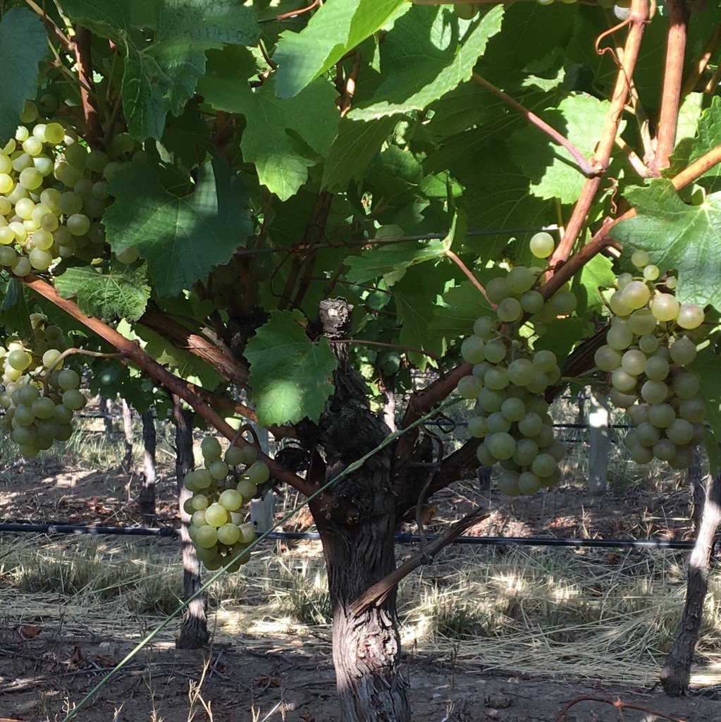 marcoswines's tweet photo. Listo el Chardonnay de Valle de Uco para base de espumante o espumoso #cosecha2016 @DonaPaulaWines @gatokaiser https://t.co/XXc4I6vjAA