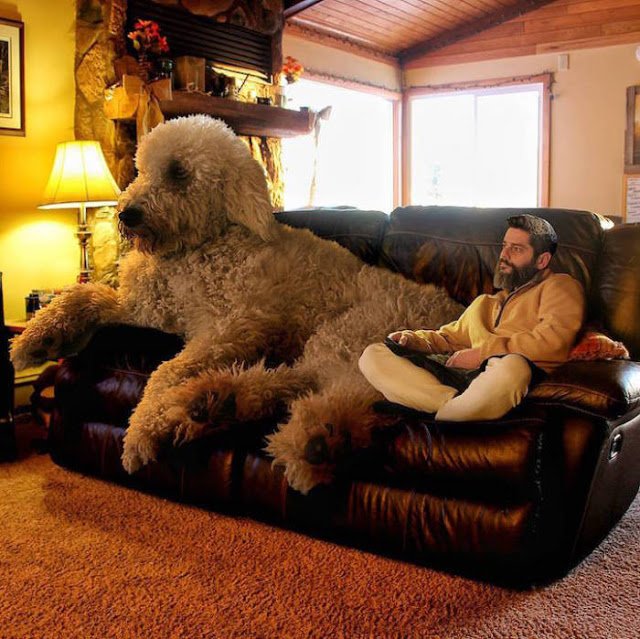 Oddystuff's tweet photo. Fun #photography with Incredible Giant #dogs - https://t.co/9fVWNlA3nu https://t.co/RU2Hacp5p5