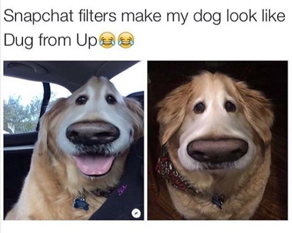 memes tweet picture