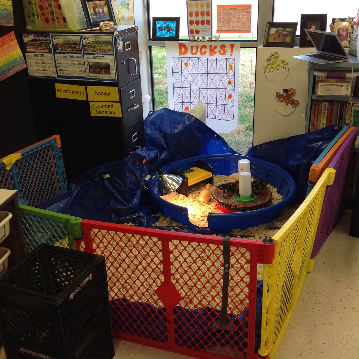 STEMKimLISD's tweet image. How about learning vocab w the real thing in ur classroom?! #habitat #environment #learnedbehavior @MorningsideES