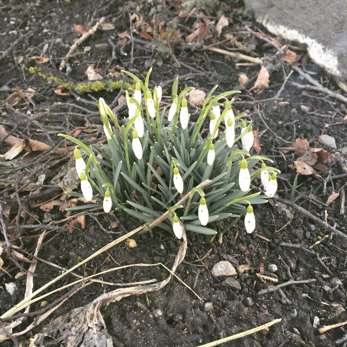 LisaMaria_Ma's tweet photo. #foundspring #march @austriatourism https://t.co/zVuDk848Sh