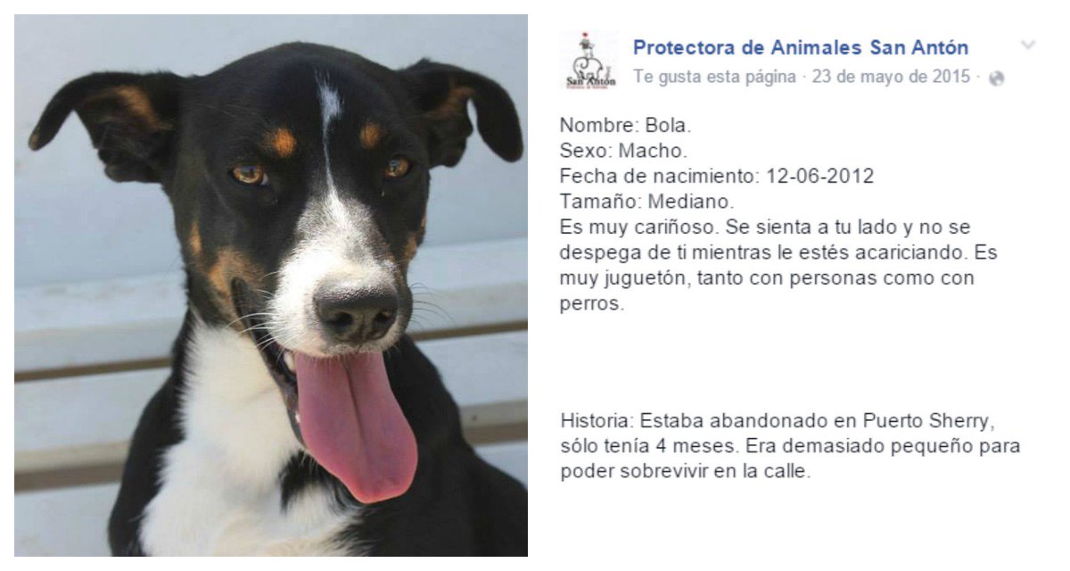 Protectora San Antón tweet media