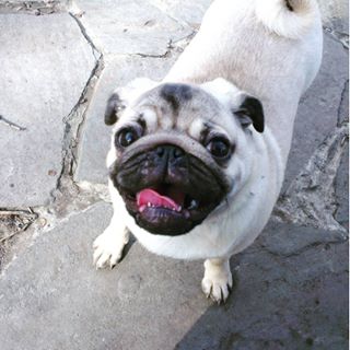 Joy_PhotoCam's tweet photo. #pug #petstagram #pugsofinstagram #pugstagram #dogsofinstagram #doglife #dog #carlin #e_mops https://t.co/qMUx8jMs45 https://t.co/WrhjbsmPZ6