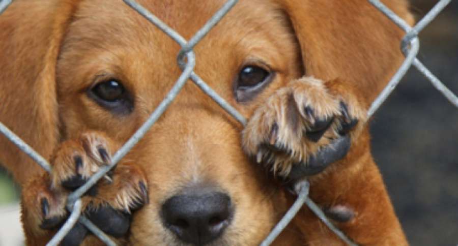 HazteEco's tweet photo. A partir de ahora, en España, abandonar o maltratar animales de compañía será sancionado https://t.co/8JH3B0iMZD https://t.co/2xXIjGoy1b
