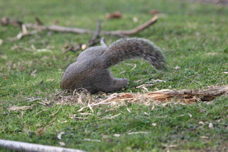 BrianPigeon's tweet photo. Finally something to post about on the blog: Morbidly obese squirrels. Oh yes… https://t.co/y2vNh41PeW https://t.co/8qTPDaXldM