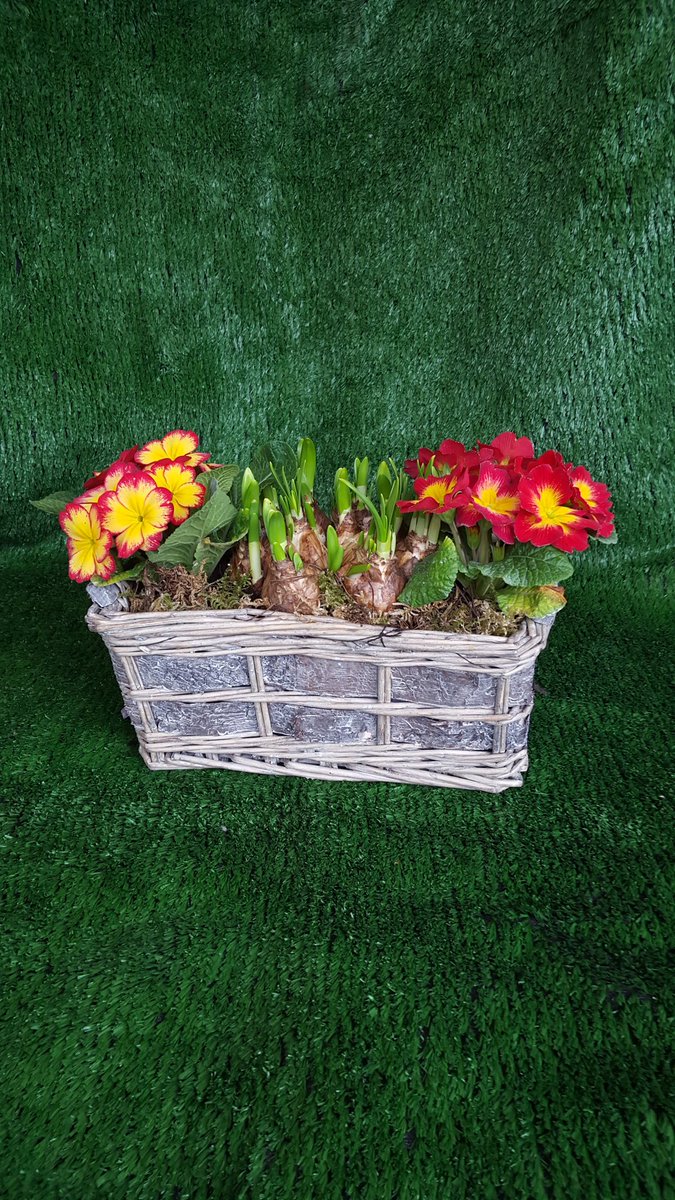 SBPlants's tweet photo. https://t.co/1IjTXR5UwY