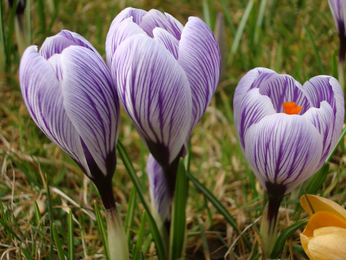 Vier de lente in #IJsselstein! Weer volop leuks deze maand. Check: ymlp.com/zeUNNA