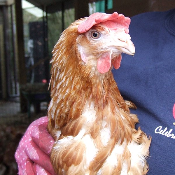 BHWTOfficial's tweet photo. Sponsor a Hen - Dee, our 500,00th hen - the perfect gift this #MothersDay. https://t.co/V0IHBwuNE1 https://t.co/MX6FURmVU7
