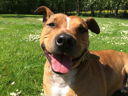 Jamie aus Nienburg sucht ein Zuhause!

tierheimhelden.de/hund/tierheim-…