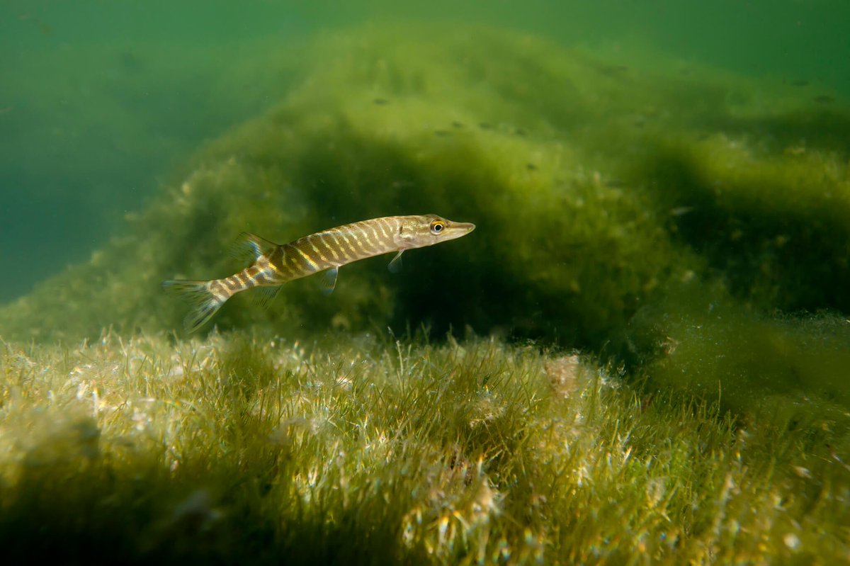 Fédération Nationale de la Pêche en France tweet media