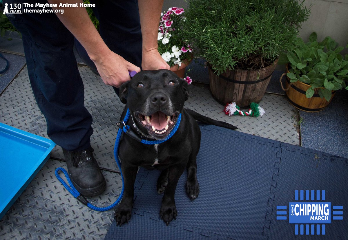 Mayhew 🐶🐱 tweet media