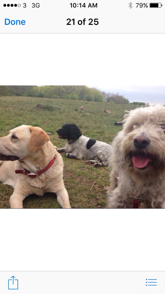 Walks #Labrador #adopt #rescue #endbsl