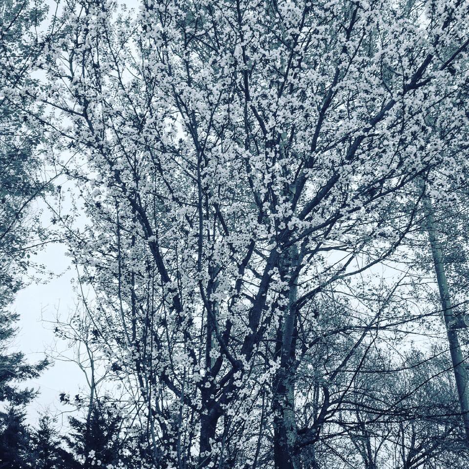 DandyGourmet's tweet photo. Happy new month! #spring https://t.co/Au3G4oLoIl