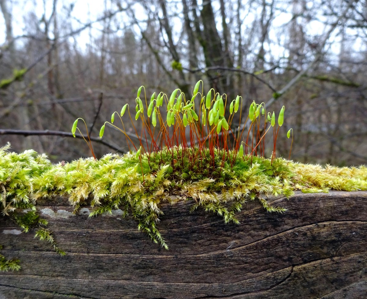 MoonXstruck's tweet photo. A tiny thicket on top of a fence rail: capillary thread-moss. https://t.co/F6q9BFsq9o