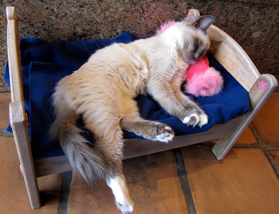 mascotator's tweet photo. Lugares petfriendly para ir con tu mascota - https://t.co/ljQQreo88N https://t.co/wGfs2rbn7N