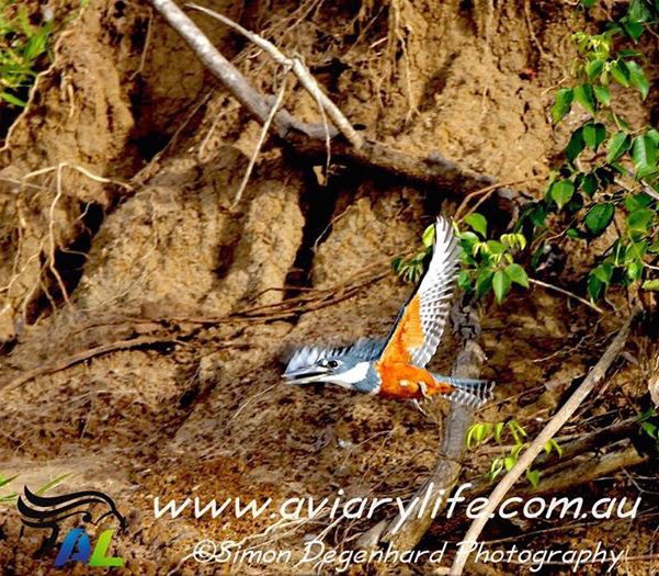 SimonDegenhard's tweet photo. A beautiful female Ringed Kingfisher that I photographed in Brazil in early March, 2015. 😃 https://t.co/NSsnvqwnJm https://t.co/QWIhTMsiCR