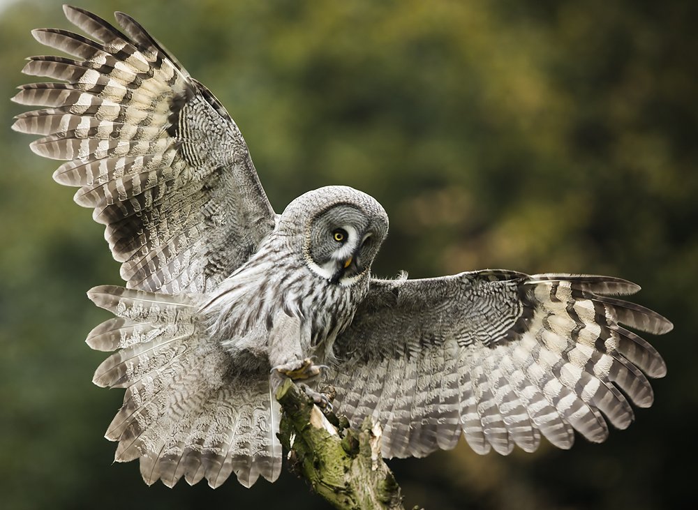 19 &amp; 20 maart: Fotografieworkshop! Theorie, tips &amp; praktijkervaring opdoen met roofvogels topvogel.nl/index.html