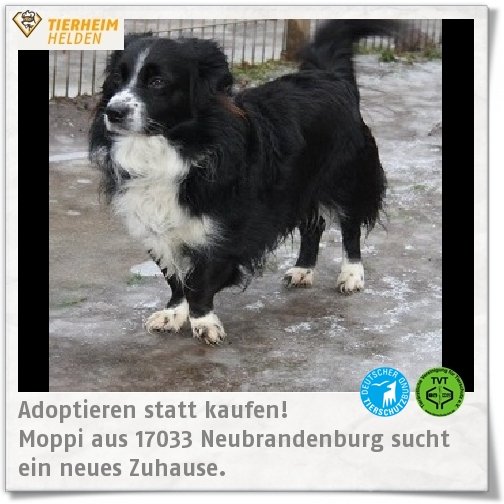 Leider verstarb Moppis Besitzer, sodass er ins Tierheim Neubrandenburg kam.

tierheimhelden.de/hund/tierheim-…