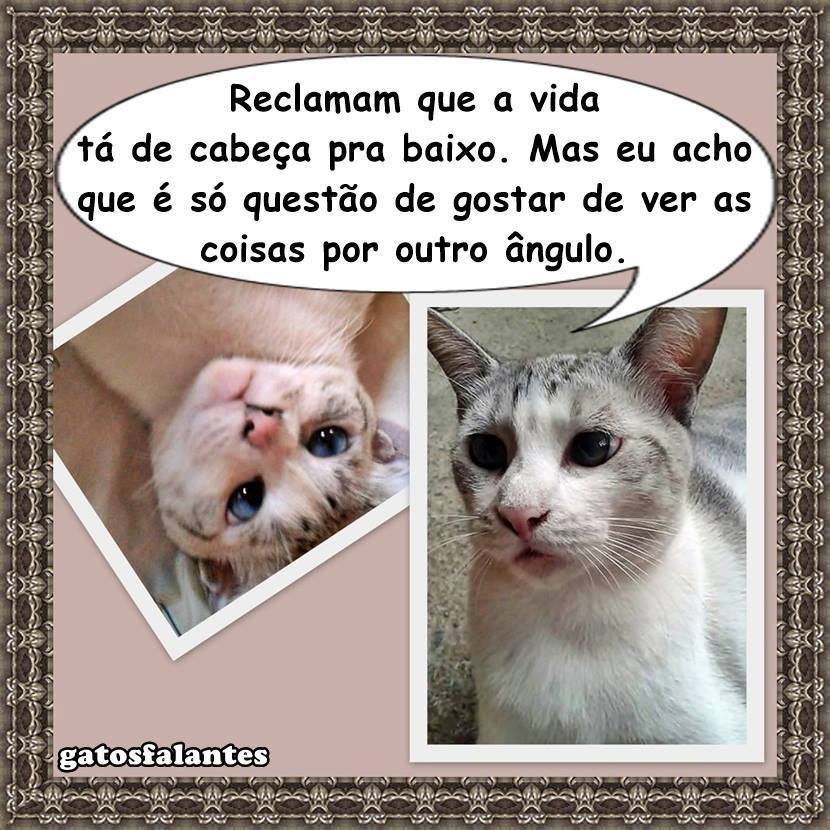 gatosfalantes's tweet photo. #valeapenaverdenovo #gatosfalantes #safira #filosofiafelina #decabeçaprabaixo #gatos #gato #gatoslindos #gatosfof… https://t.co/O1jKRWQ5xZ