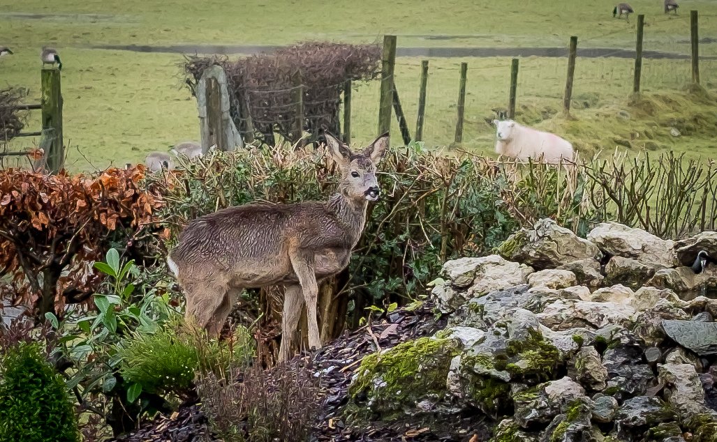 GrandAtGrasmere's tweet photo. Grasmere Baby Deer in the Hotel's Garden. https://t.co/V0AAKKihlQ
