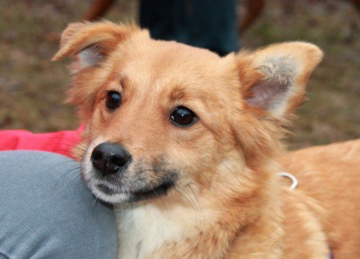 Maffi aus Tuttlingen sucht ein Zuhause!

tierheimhelden.de/hund/tierheim-…