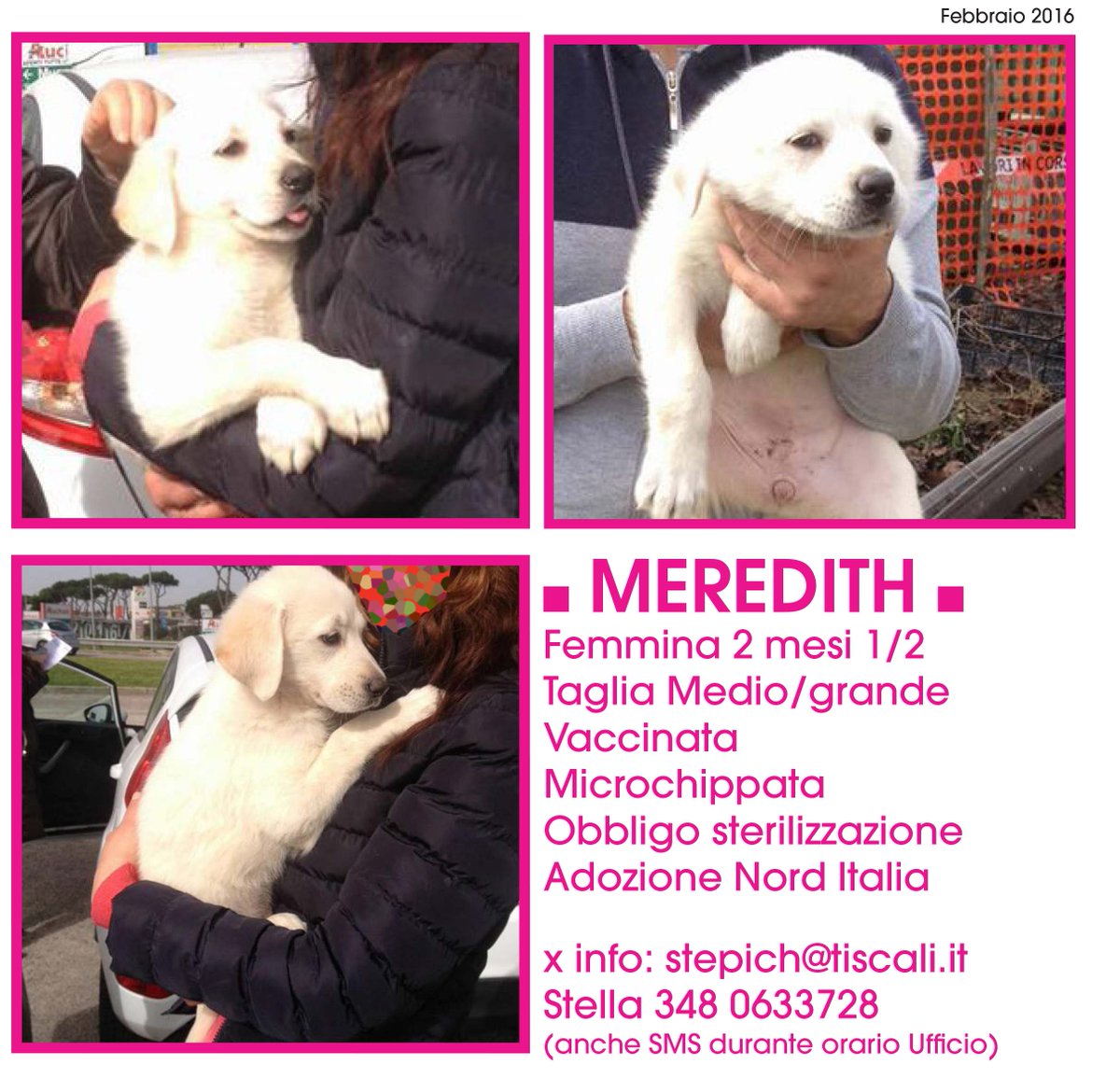 TeJ_cangattile's tweet photo. Meredith è una cucciolina di  3 mesi, futura #tagliamedio/grande, bianca come il latte sembra una #simillabrador https://t.co/DSswihiJTI