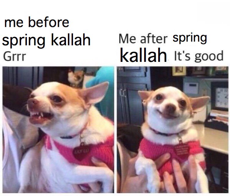 bestybetshalom's tweet photo. TRUST THE DOG!!! GO TO SPRING KALLAH IN MADISON https://t.co/K8mAbCVkay