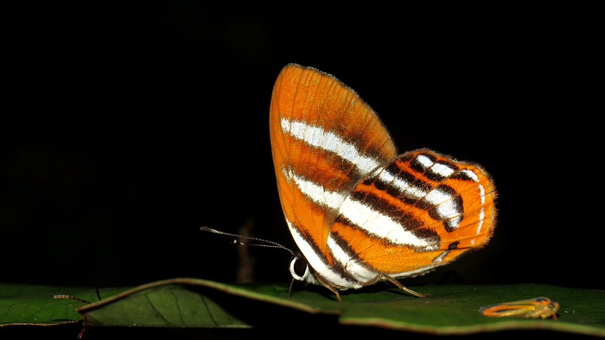 MariposaBT's tweet photo. Finally back online - flickr gallery active, incl. highlights from my recent Ecuador trip: https://t.co/XIomme8GrM https://t.co/7J8bW7Dhwo