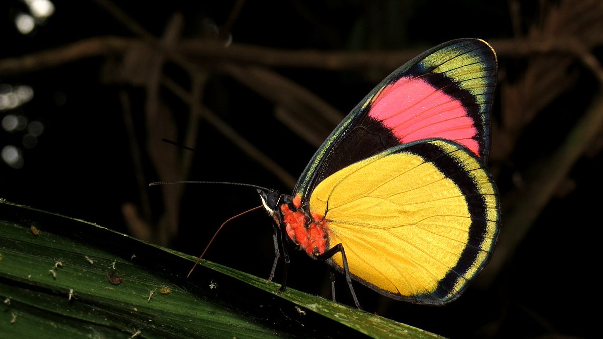 MariposaBT's tweet photo. Finally back online - flickr gallery active, incl. highlights from my recent Ecuador trip: https://t.co/XIomme8GrM https://t.co/7J8bW7Dhwo
