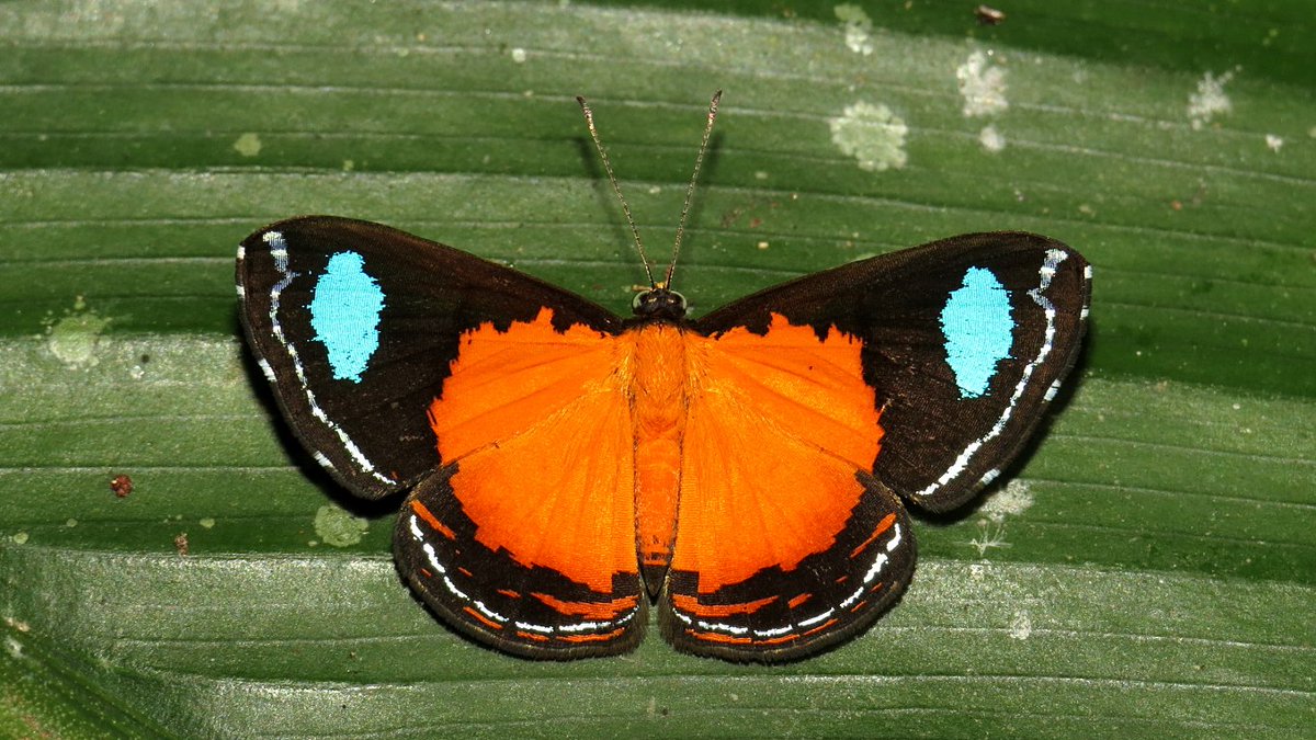 MariposaBT's tweet photo. Finally back online - flickr gallery active, incl. highlights from my recent Ecuador trip: https://t.co/XIomme8GrM https://t.co/7J8bW7Dhwo