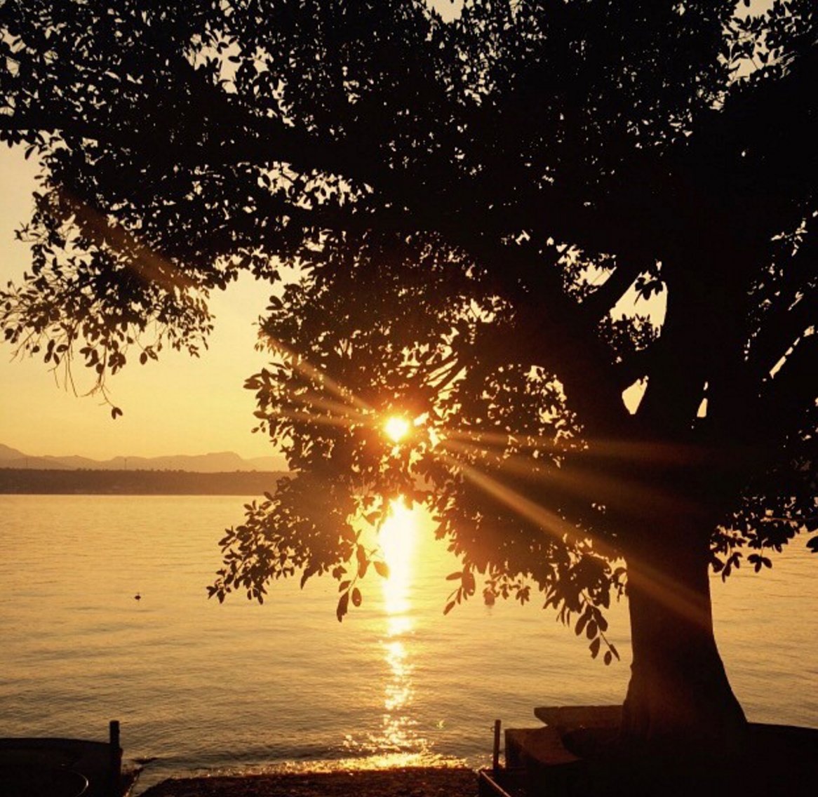 Javier de la torre tweet media