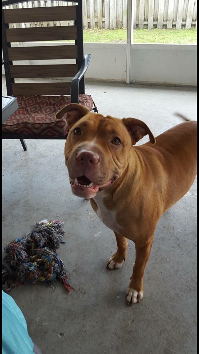 TeriGaglio's tweet photo. This sweetheart is going to the shelter if he doesn't have a home soon! Please let me know if anyone is interested! https://t.co/RwXpInVHXt
