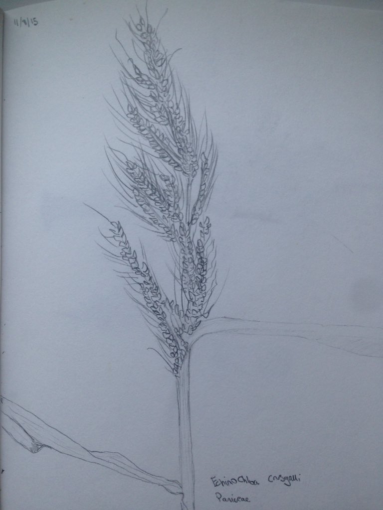 SurreyBotany's tweet photo. Echinochloa crus-galli in northern Surrey, a not so rare alien in southern UK. https://t.co/0fNyZVWAwD