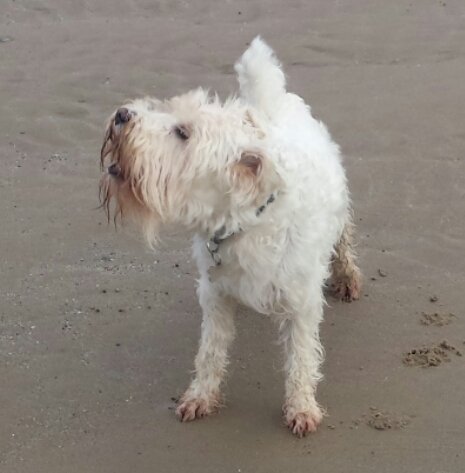 DewiSchnauzer's tweet photo. It's my favourite day of the year... my day!! Dydd Gwyl Dewi Hapus!! Here's a photo of me, mid-bark, on the beach! https://t.co/4fmE7dgmIs