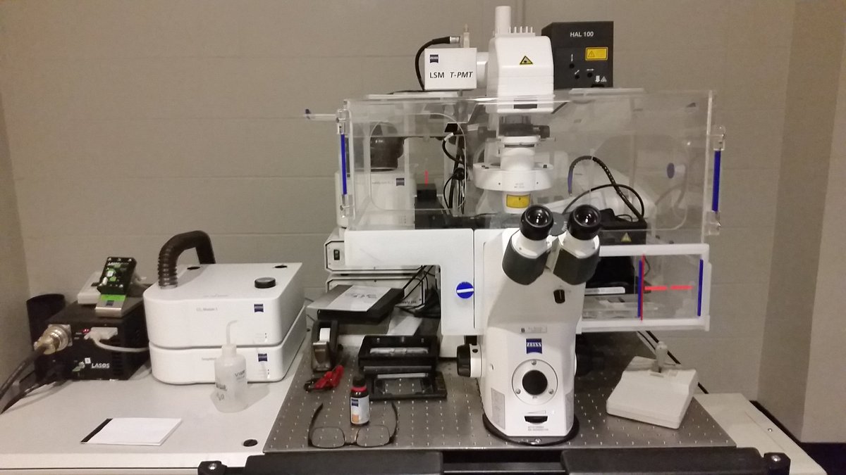 DingraxD's tweet photo. My morning in a nutshell #spinalcordsections #brainsections #confocal710 #neurobiology https://t.co/jp9cZlrGqw