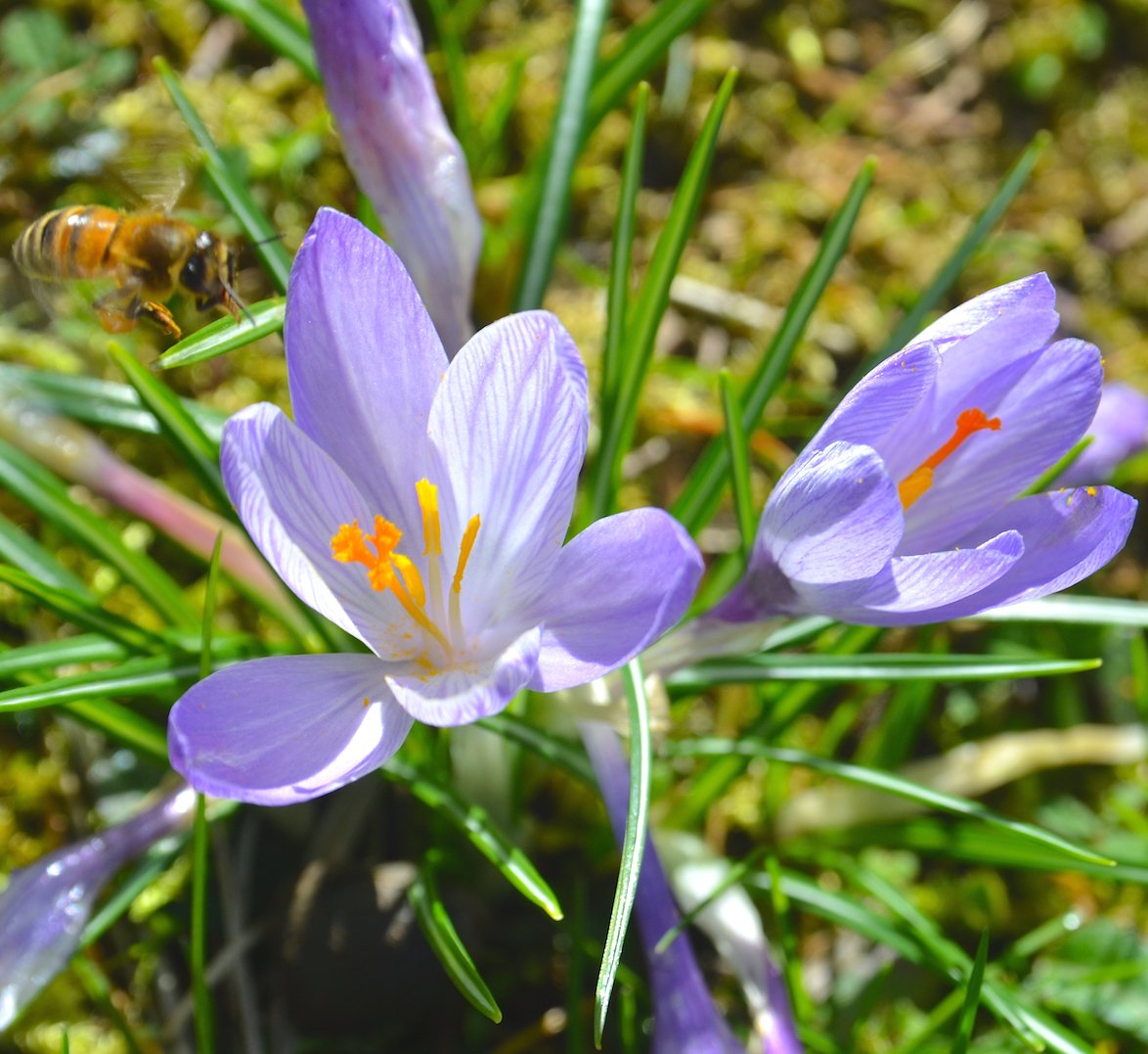 ColdiLavacchio's tweet photo. Spring is coming to #Lavacchio... March 1st brings much needed sunshine to the #Garfagnana! https://t.co/ppAJgaHFDd