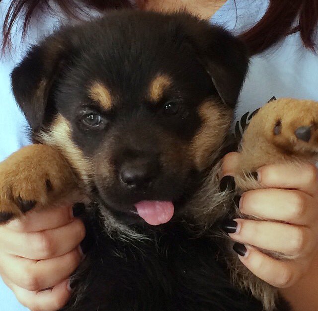 ShepherdPics's tweet photo. This is Cerberus! 😊 https://t.co/fjHeYJFAmM