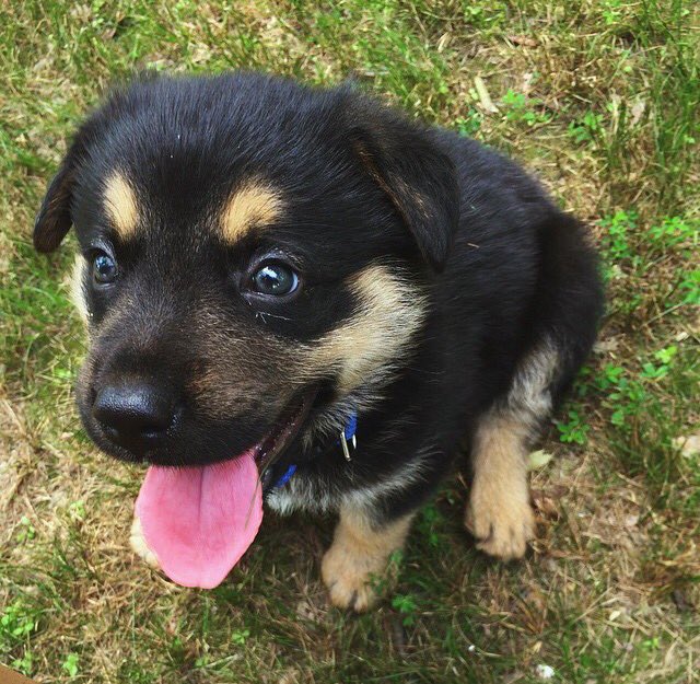 ShepherdPics's tweet photo. This is Cerberus! 😊 https://t.co/fjHeYJFAmM