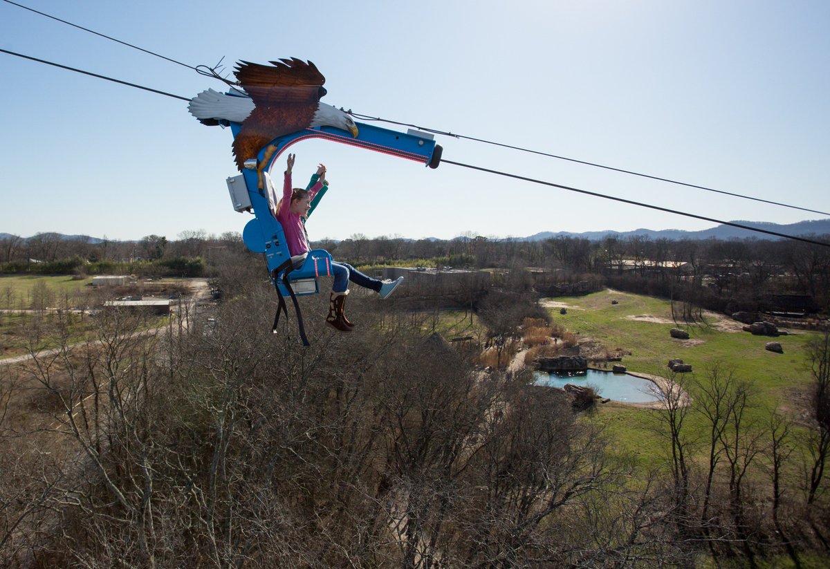 Eagle Gallery Soaring Eagle Zipline