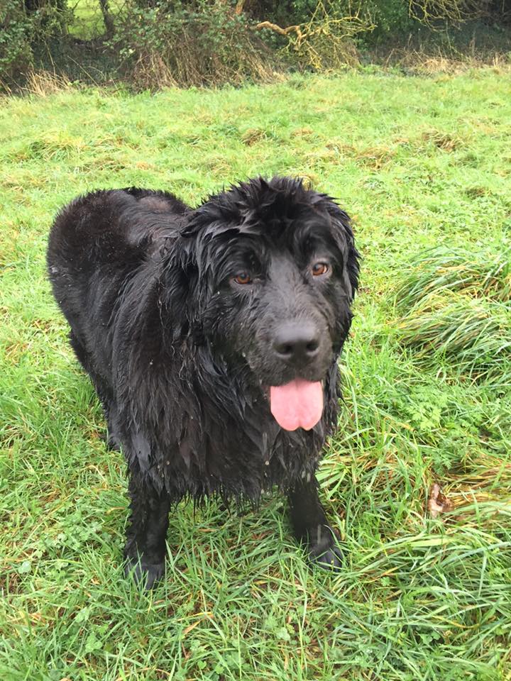 Bow_Wow_Pets's tweet photo. Oh, sorry, did you say ‘Stay OUT of the puddles’? 
Bow-Wow is Luxury Pet Services in Stratford and the Cotswolds. https://t.co/AU50sXlFC2